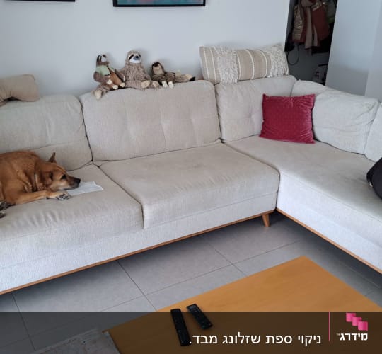 ספה בהירה עם כתמים ושני כלבים נחים עליה